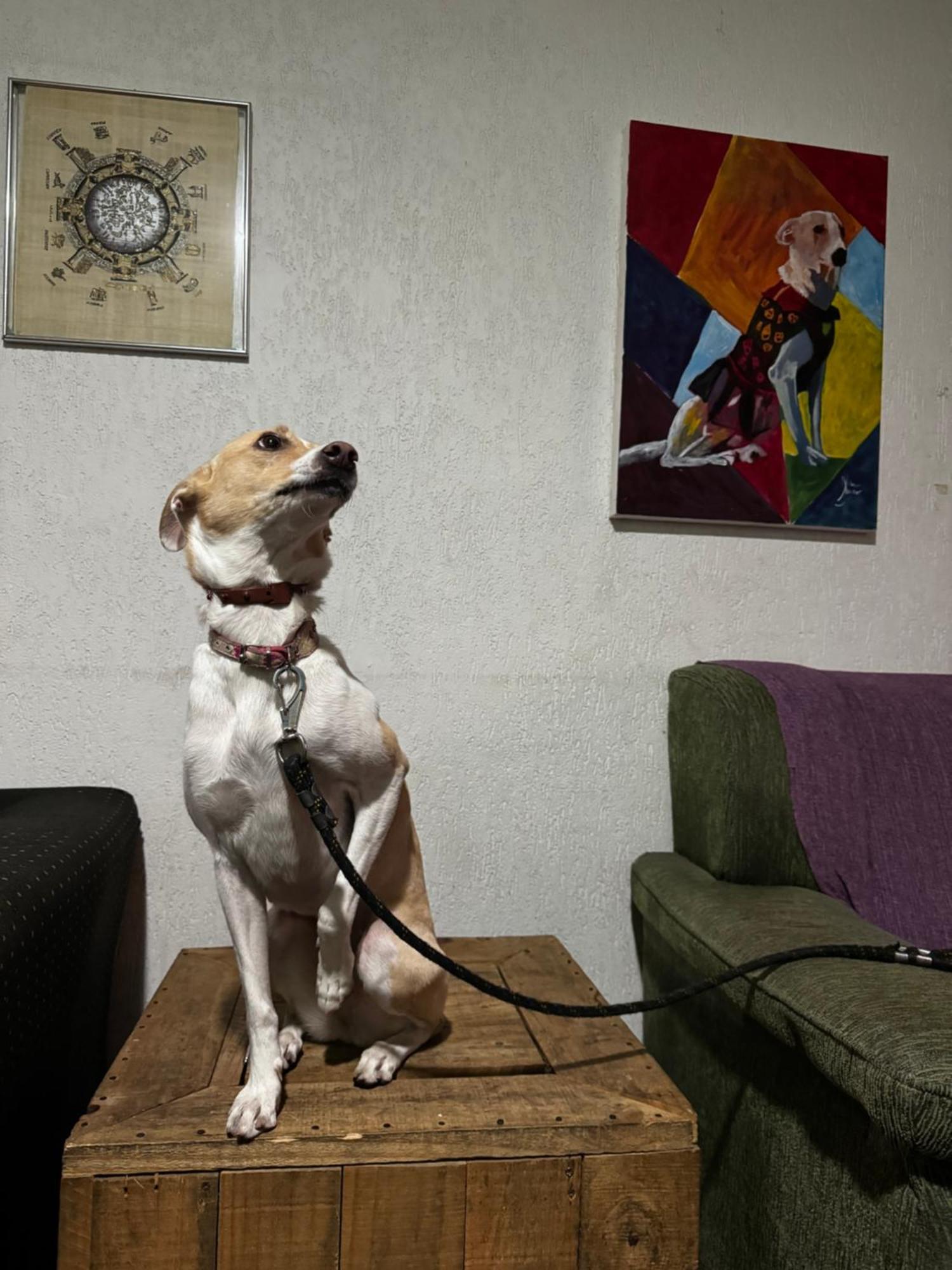 Nomade In Arte E Hostel São Paulo Buitenkant foto