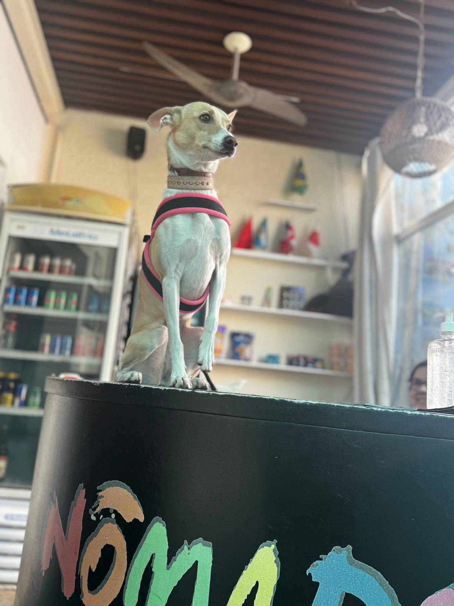 Nomade In Arte E Hostel São Paulo Buitenkant foto